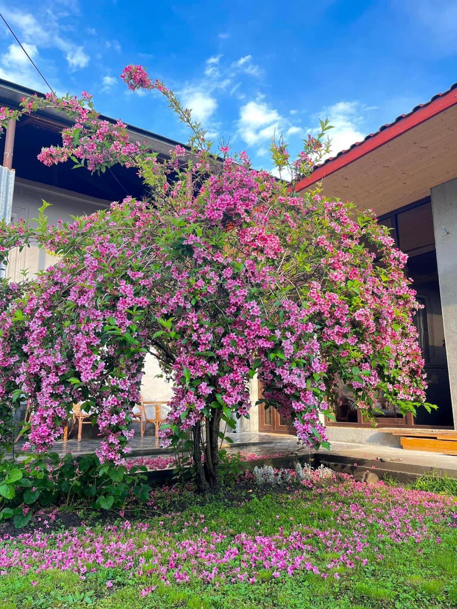 ,,Anna'S" Guesthouse K'vemo Alvani Exterior photo